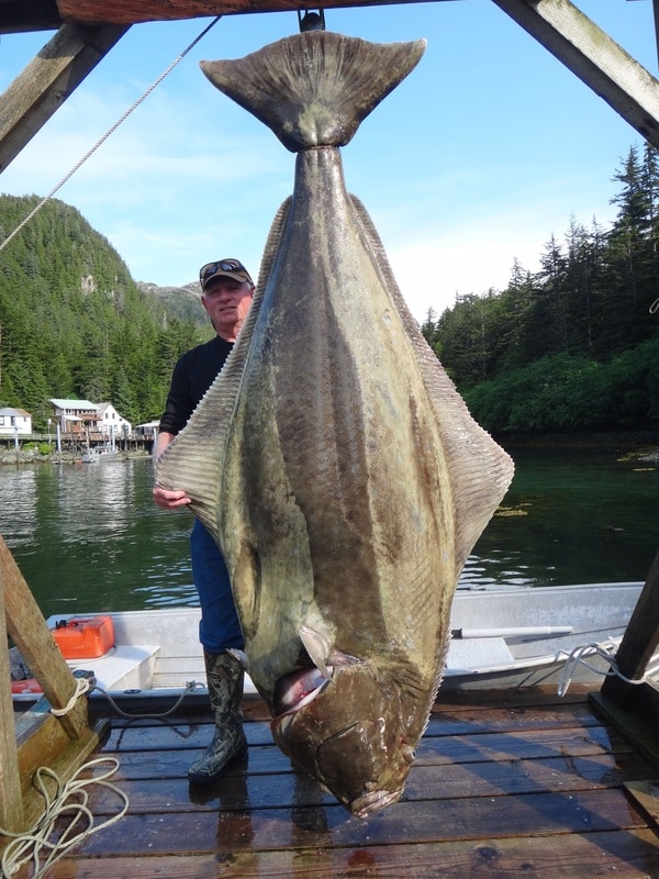 BIGGEST HALIBUT OF THE SEASON SO FAR. LYNN REED 263 POUNDS. The fish ...