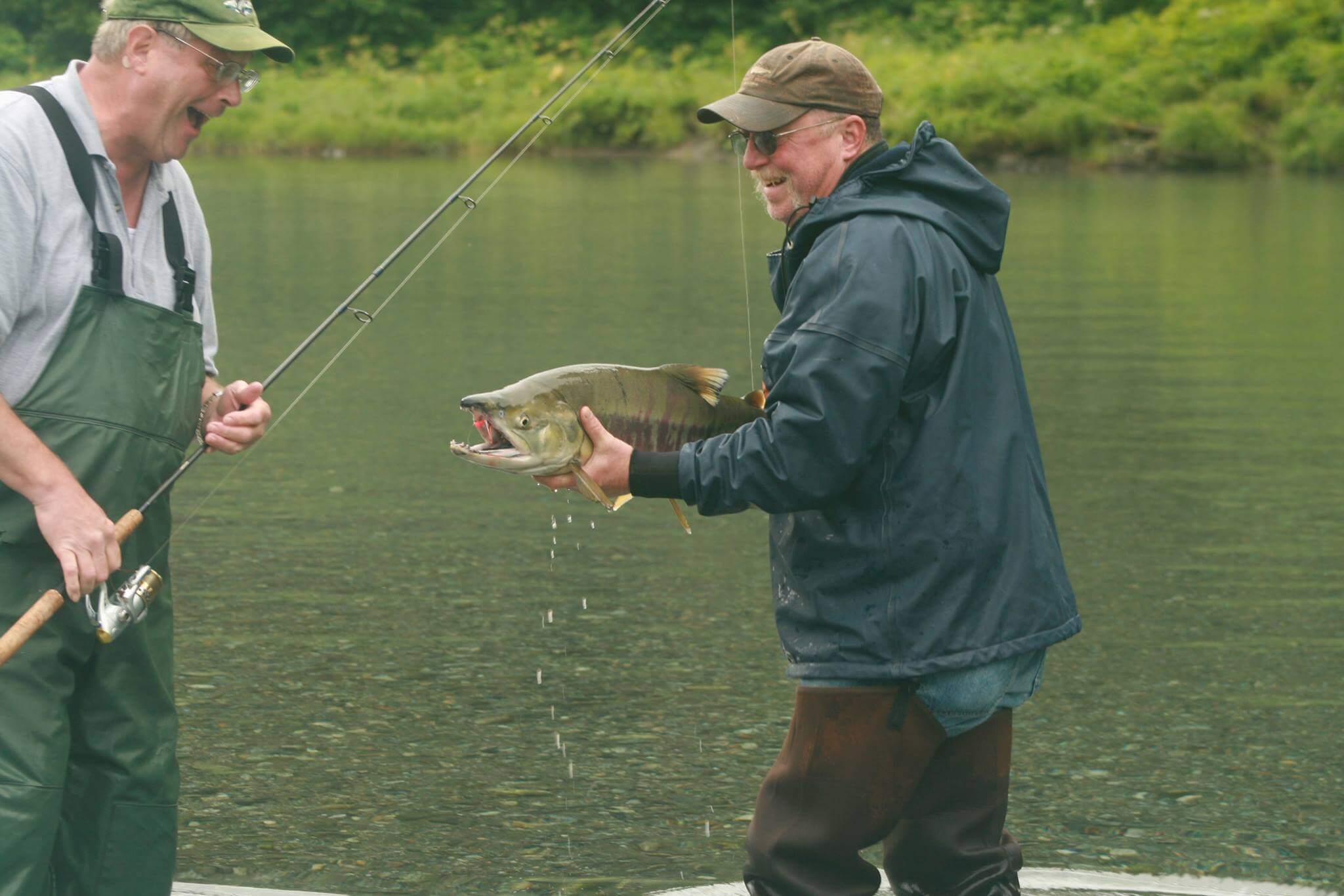 alaska pink salmon