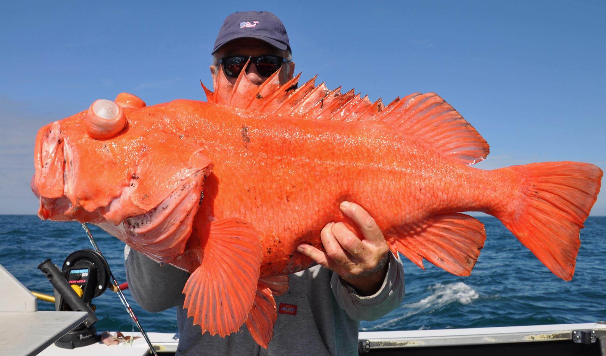 alaska rockfish