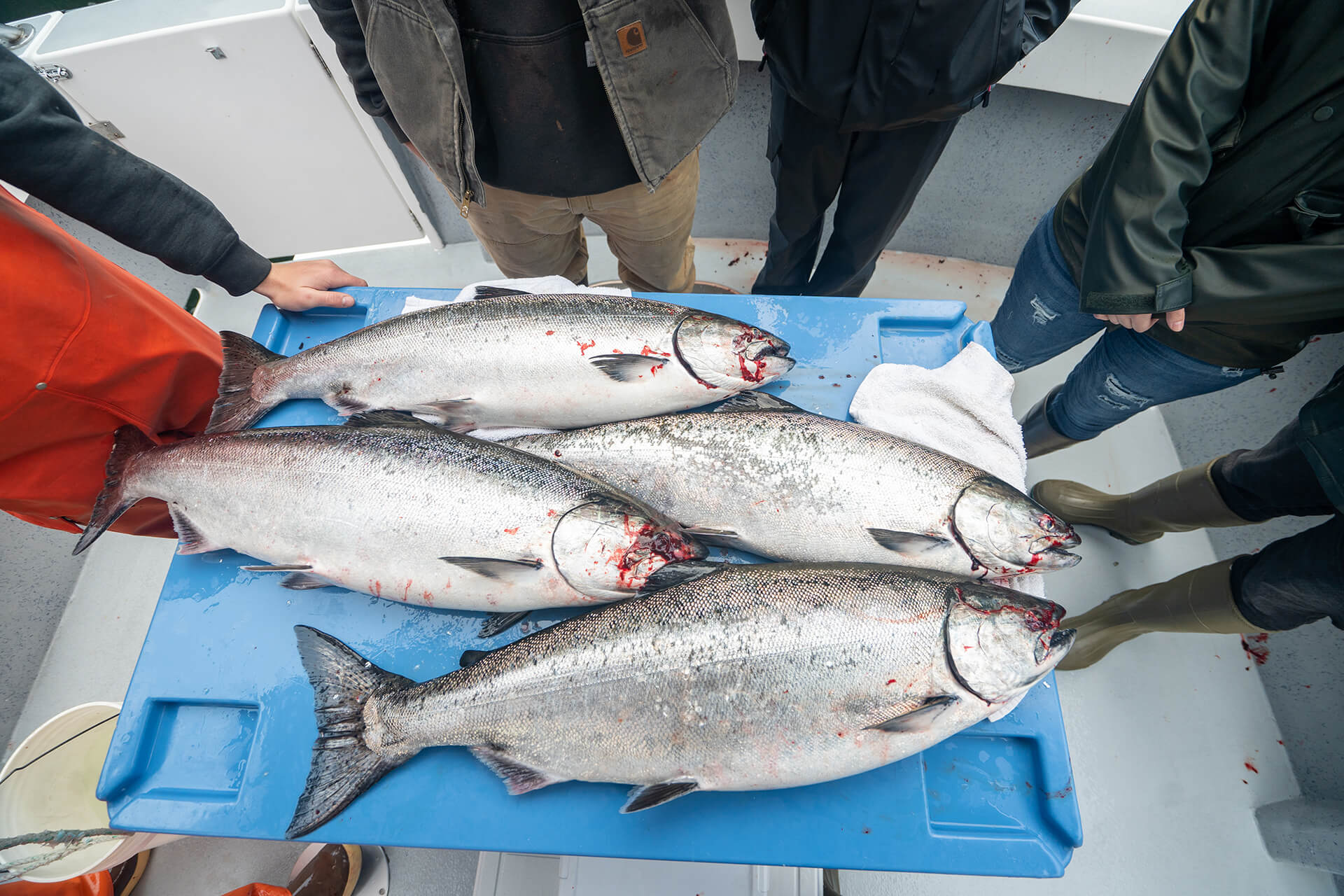 A Tasty and Fun Alternative for Chum Salmon